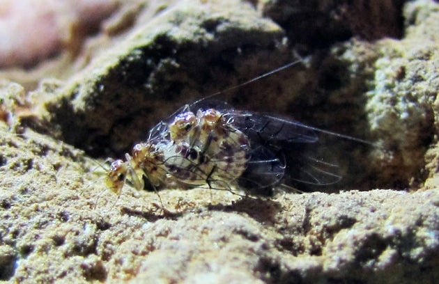 Views Russian Language Insect Cock Bit
